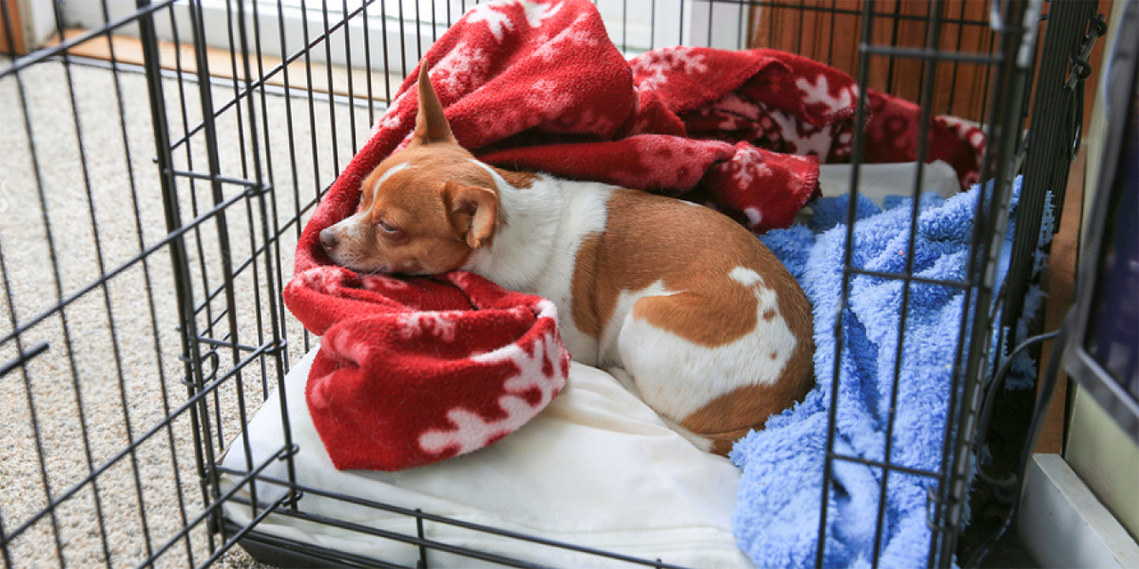 should-you-put-toys-in-your-puppys-crate